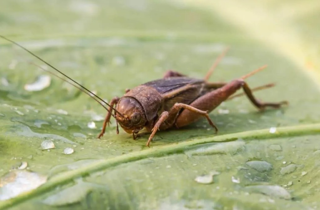 How To Keep Live Cricket Close While Life Stays Busy